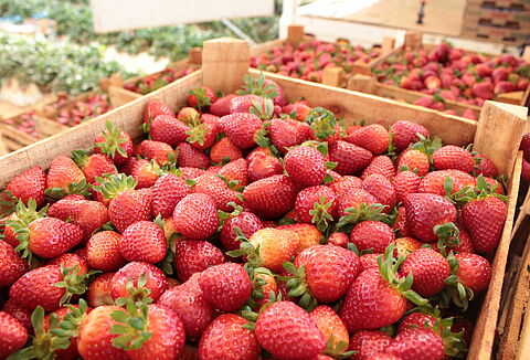 Creating a Cleaner Safer Berry