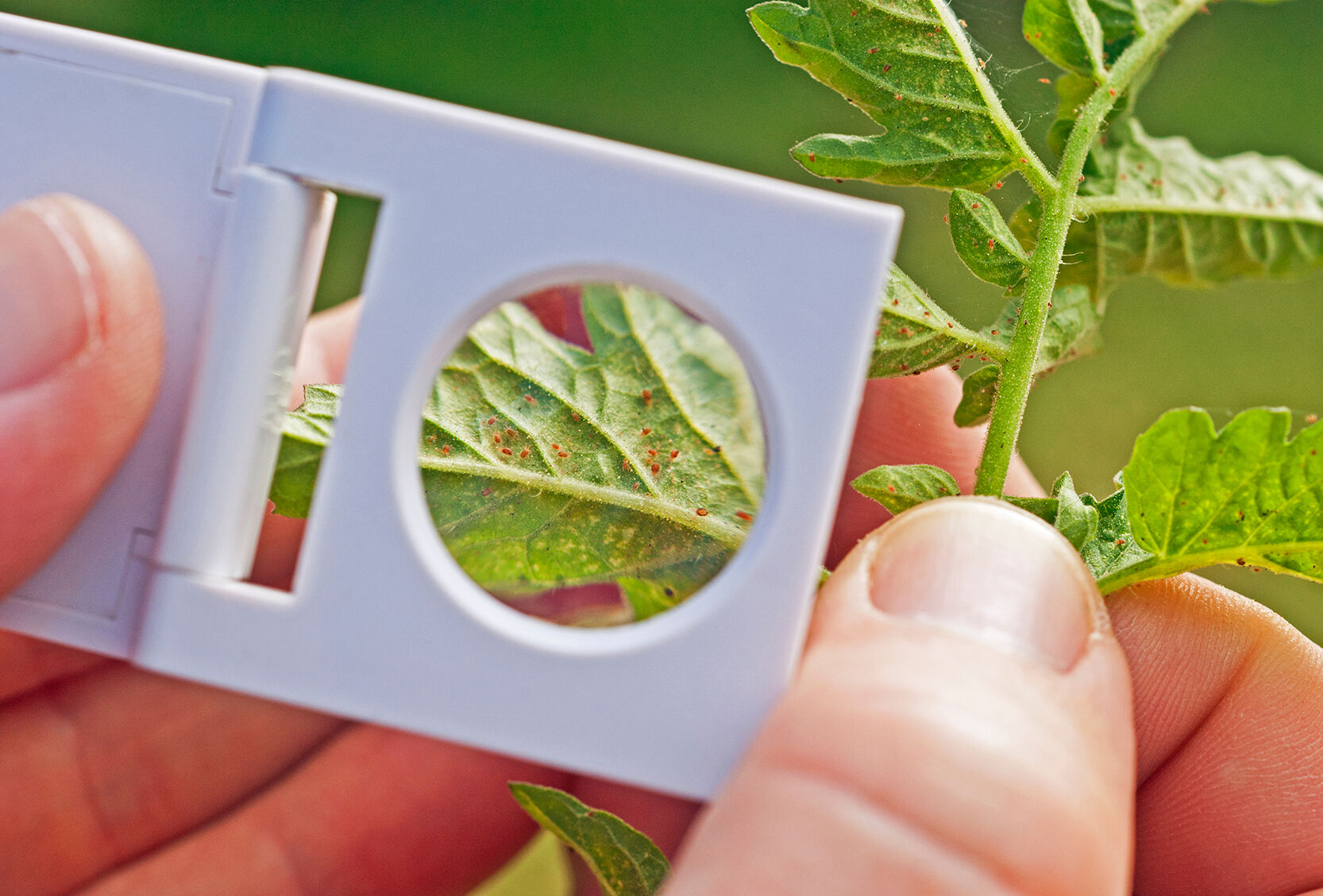 Properly scouting for spider mite helps to avoid surprises