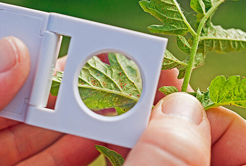 Properly scouting for spider mite helps to avoid surprises