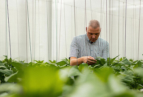 Predatory mite pioneers: A journey of biocontrol innovations
