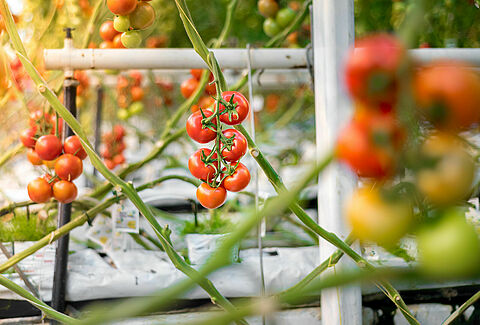 Tomato
