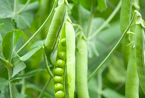 Pea