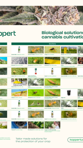 Biological Pest Control Poster for Cannabis - © Cannabis biological pest control poster. Biological Pest Control Poster for Cannabis