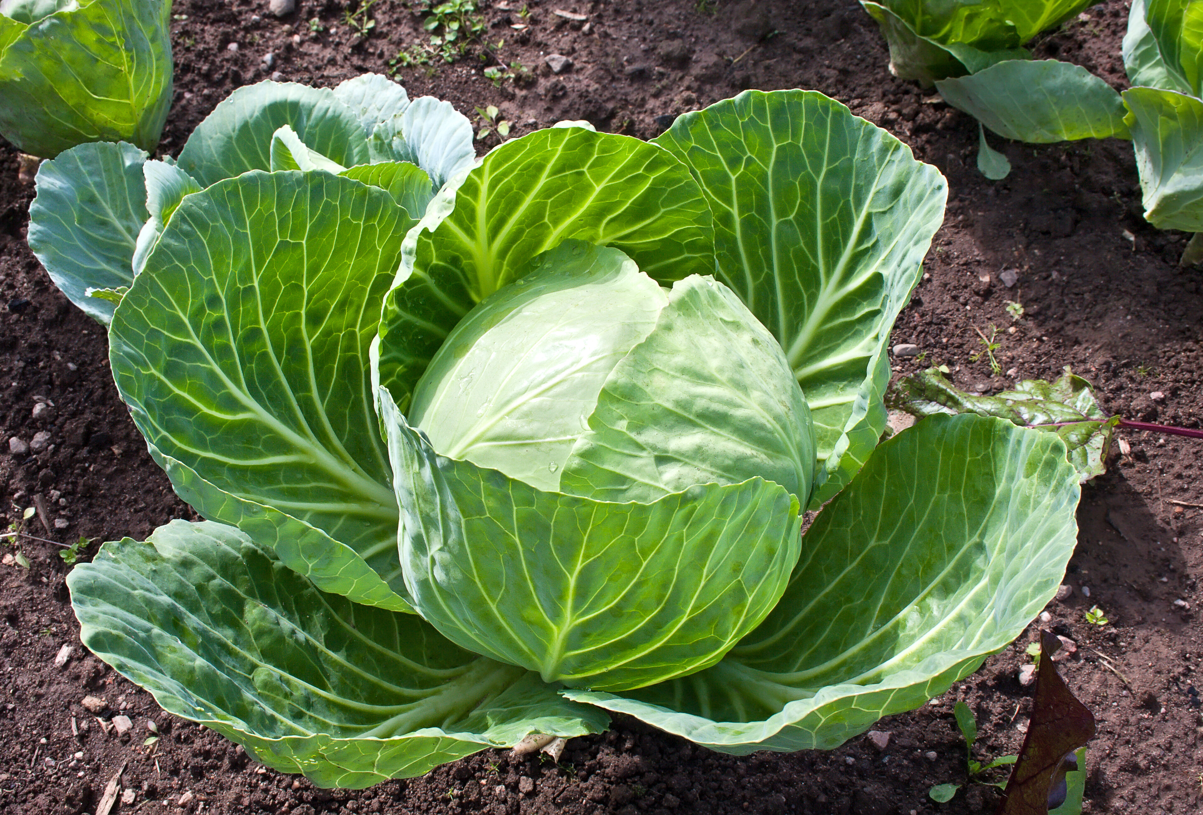 Cabbage | Koppert US