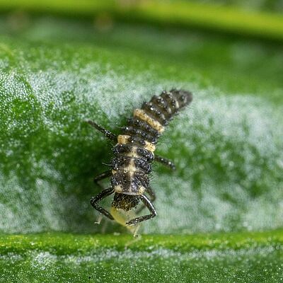 Coleomegilla maculata larva stage 3