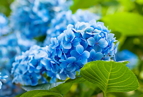 Perfect Potted Hydrangeas for Super-Strict Customers