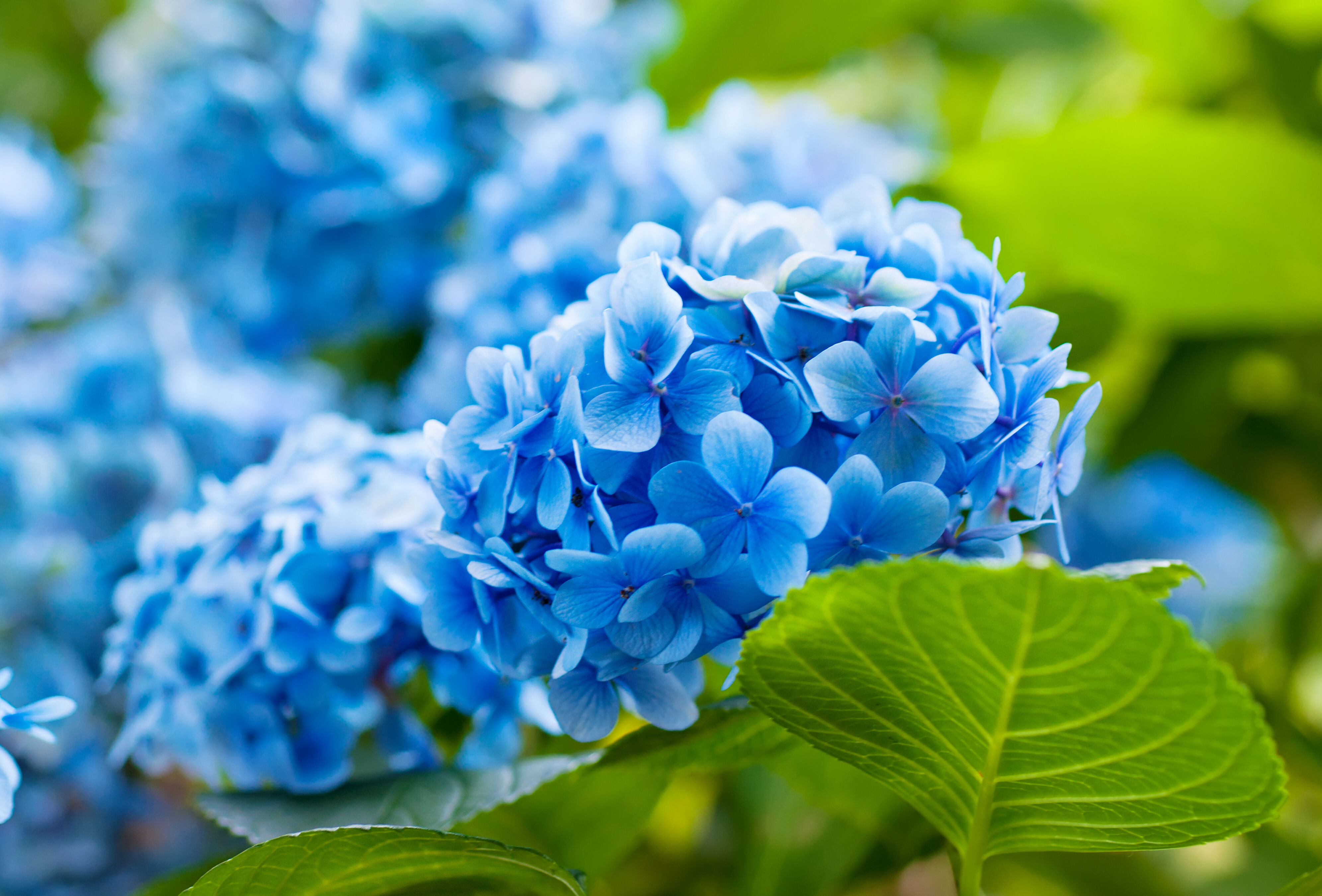 Perfect Potted Hydrangeas for Super-Strict Customers