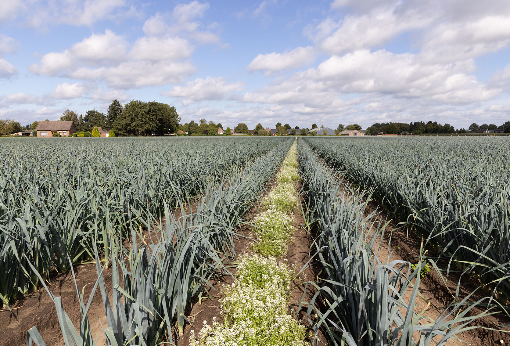 The cost-saving potential of biological crop protection for your IPM strategy