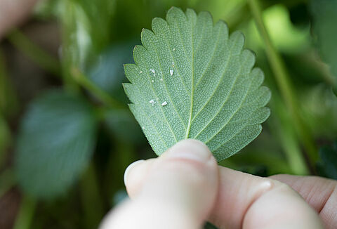 Help, whitefly! Now what?