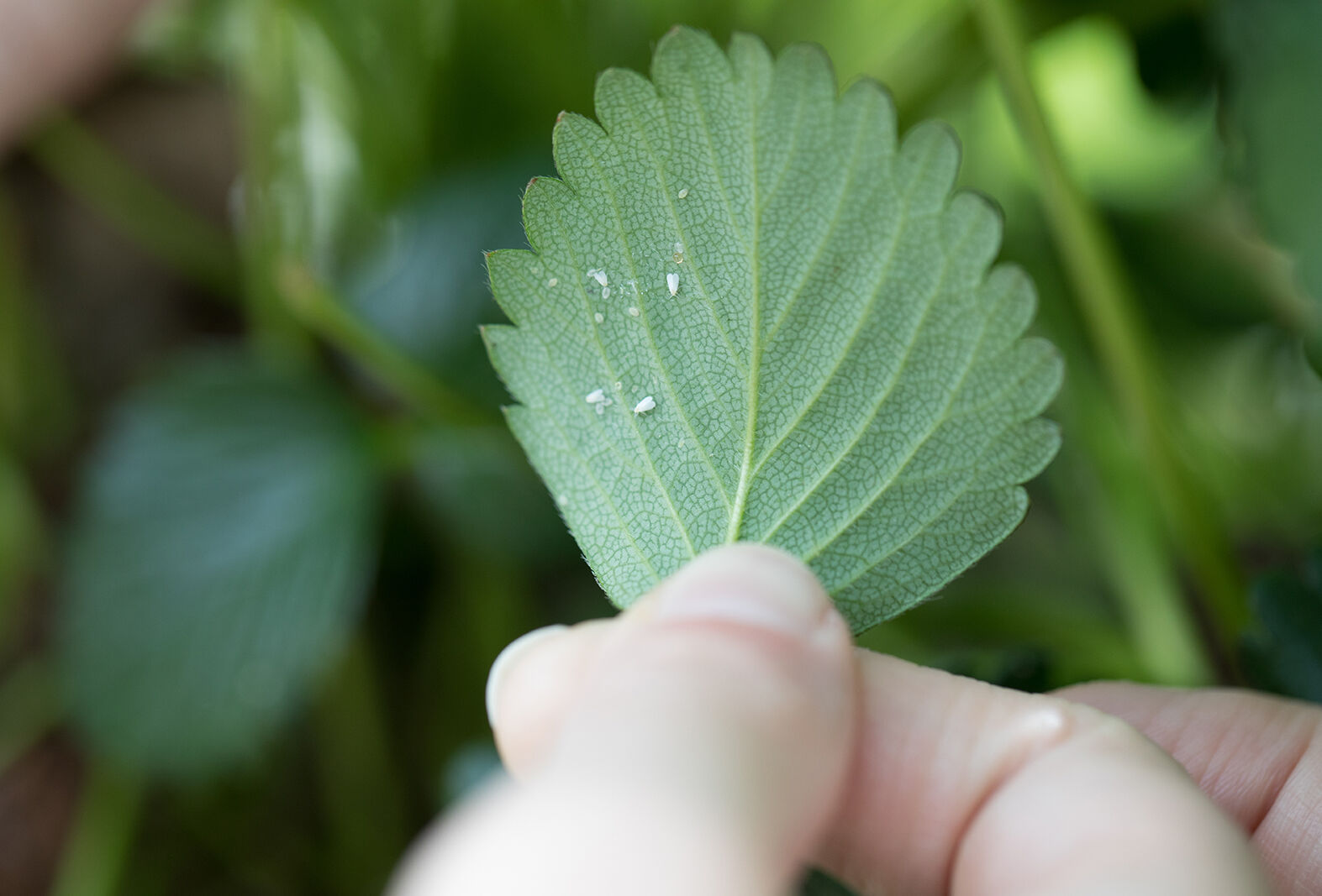 Help, whitefly! Now what?