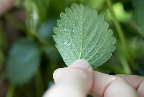 Help, whitefly! Now what?