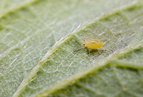 Yellow rose aphid