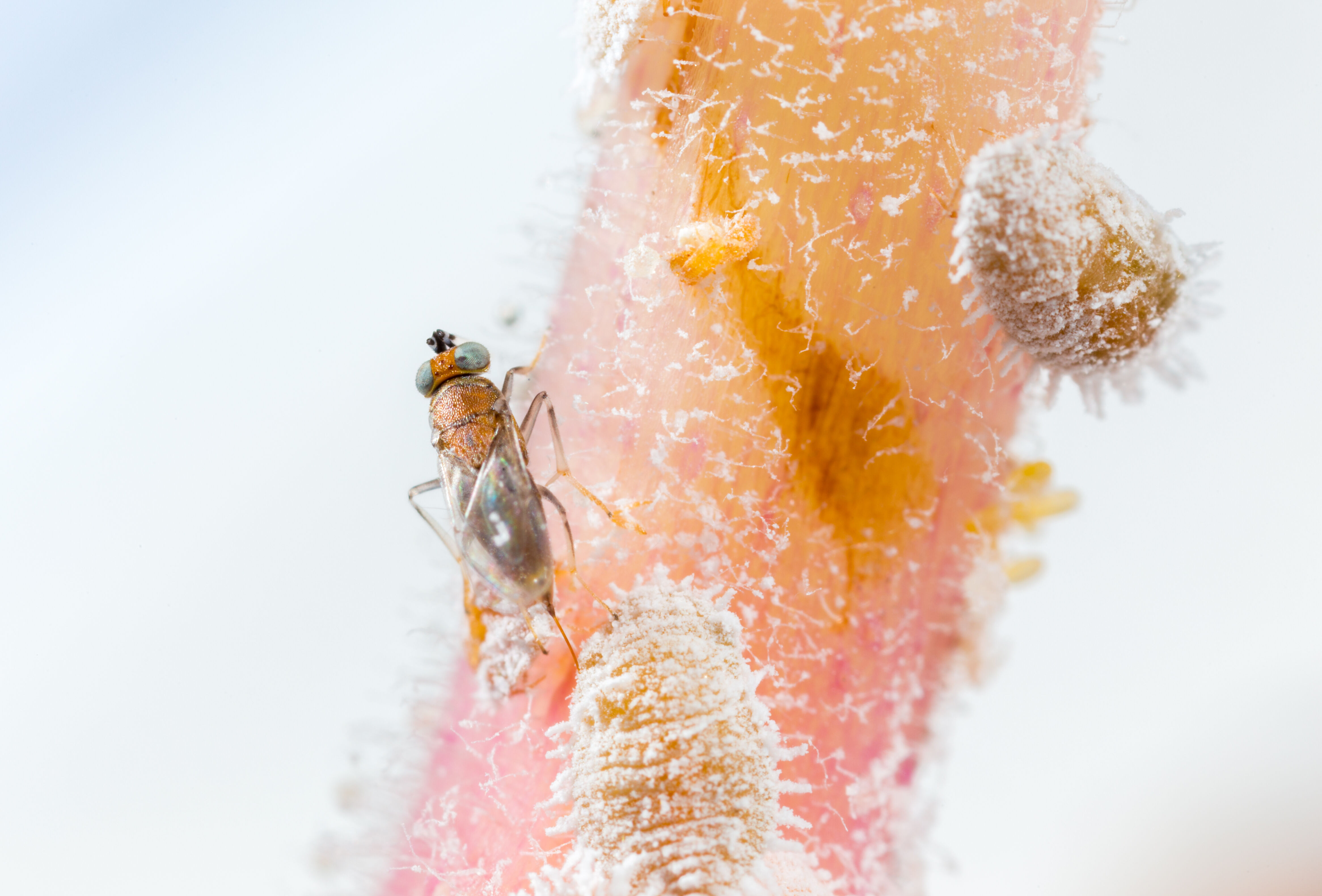 Get the growers’ guide to biological crop protection