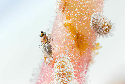Get the growers’ guide to biological crop protection