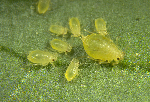 Green peach aphid Myzus persicae subsp. persicae