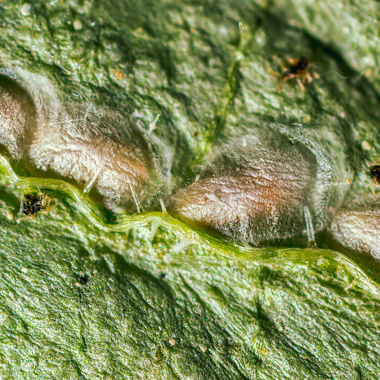Feltiella acarisuga pupa stage
