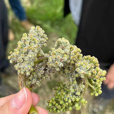 Early and severe downy mildew infection on a grape inflorescence during the pre-flowering stage.