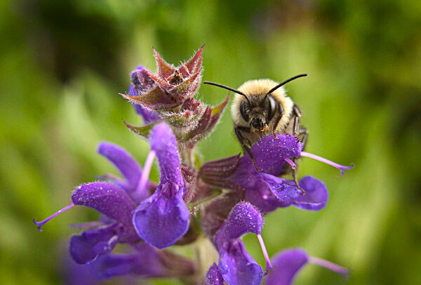 Guarantee a Flying Start to Great Pollination