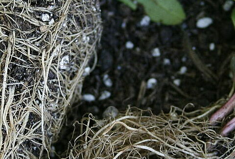 Fall Potting Recommendations