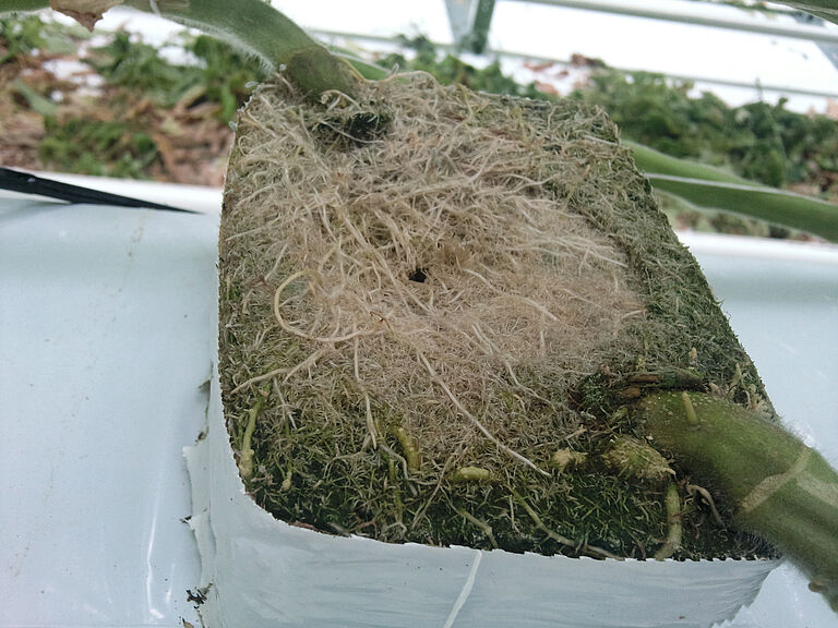Tomato plant damage caused by gall Rhizobium rhizogenes