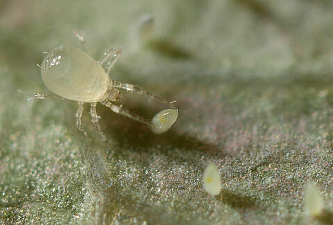 Amblydromalus limonicus