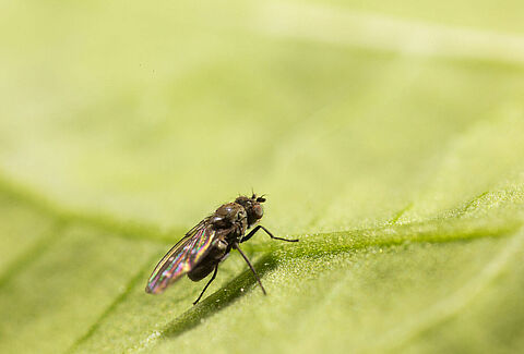 Shore fly