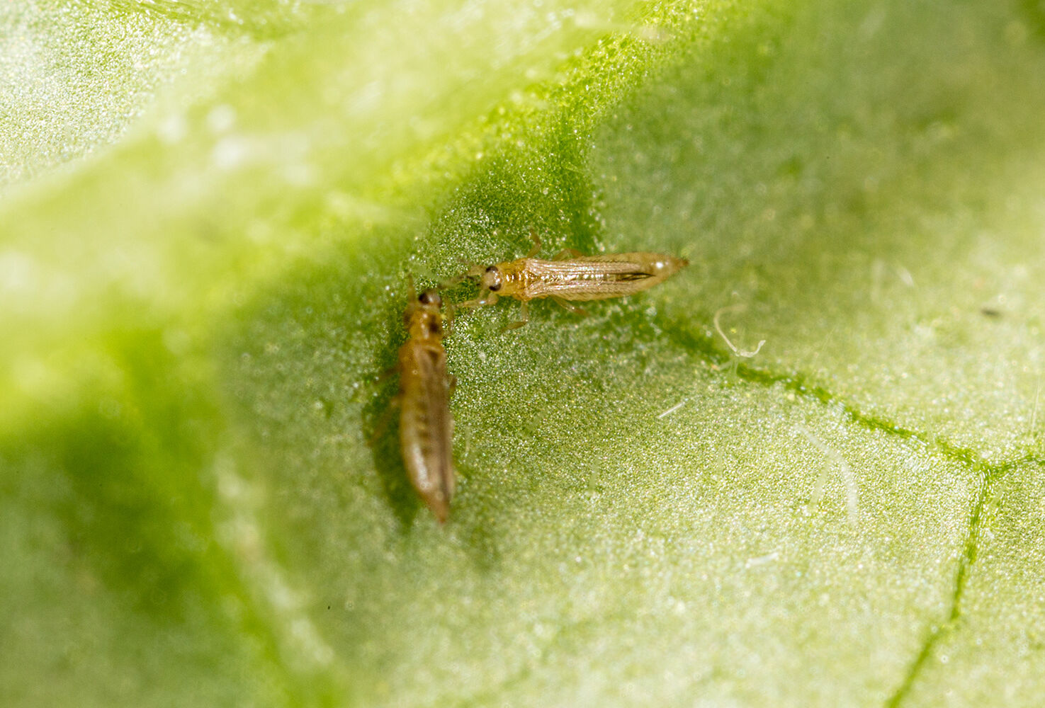 Investing in thrips control: always a good idea