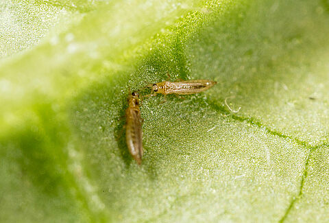 Investing in thrips control: always a good idea