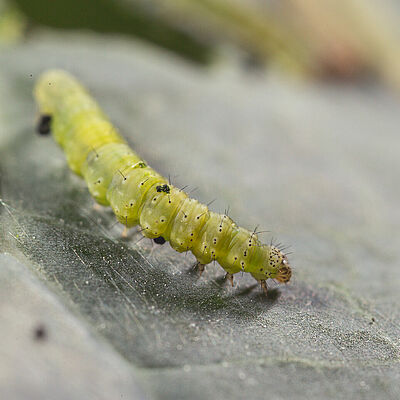Larva of the Diamondback moth Plutella xylostella
