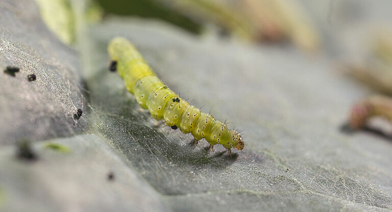 Larva of the Diamondback moth Plutella xylostella
