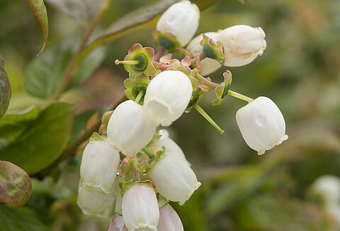 Freezing Tolerance in Blueberries