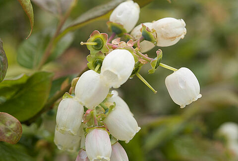 Freezing Tolerance in Blueberries