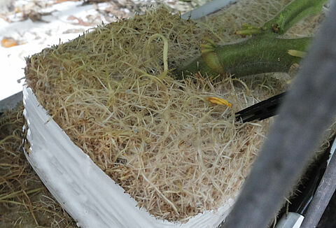 Crazy roots, hairy roots, crown gall