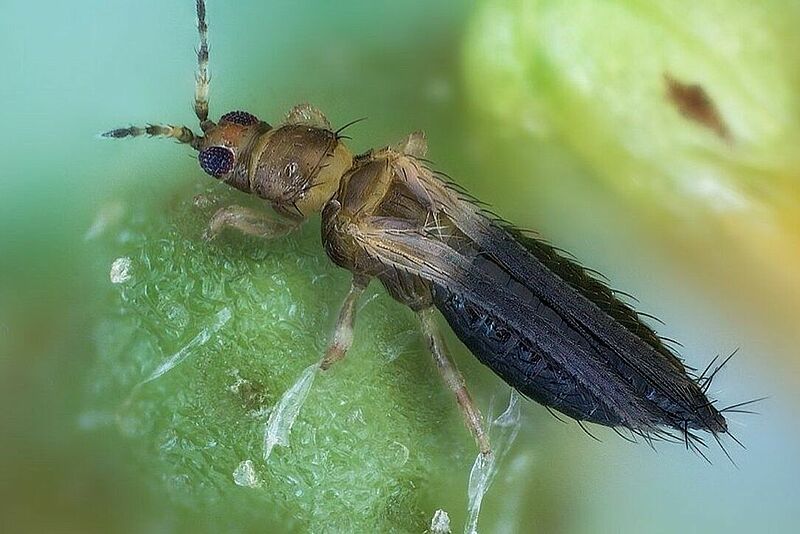 Adult Thrips parvispinus
