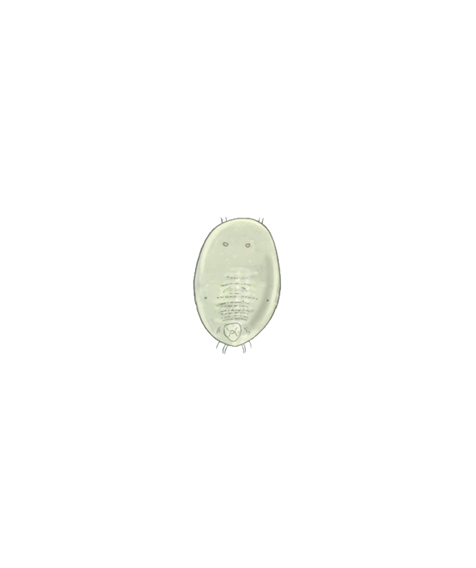 Greenhouse whitefly Trialeurodes vaporariorum third instar larva