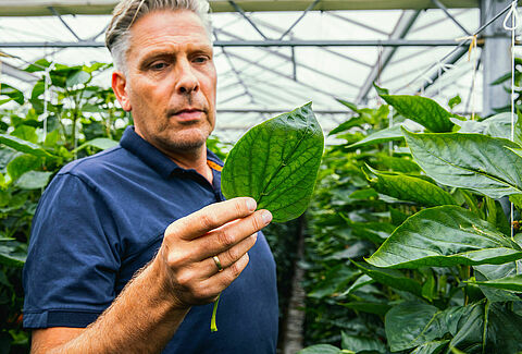 Why Is Thrips parvispinus Changing the Rules of the Game?