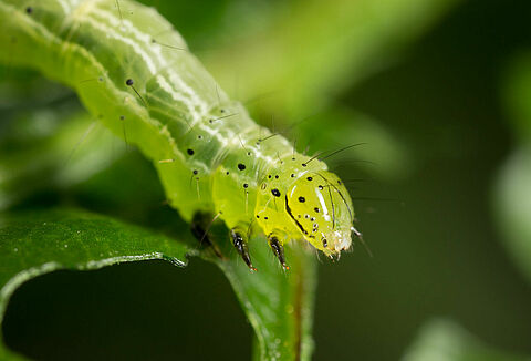 Spot the caterpillar!