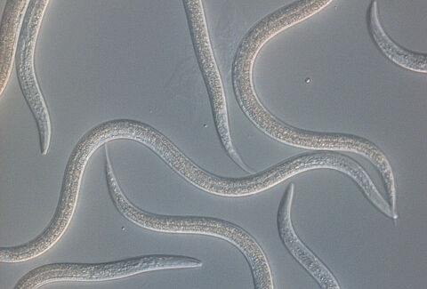 The nematodes are doing their job