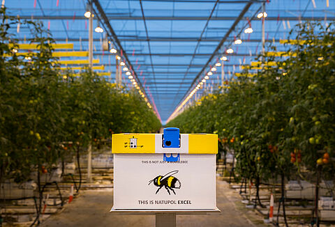 Pollination Under Artificial Lights