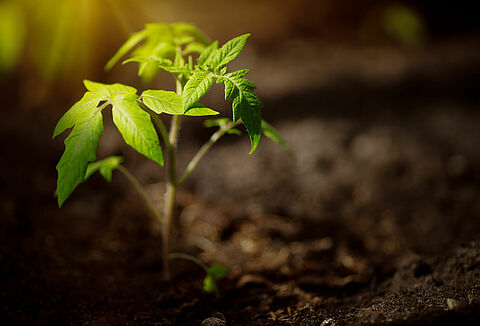 Condition of the Crop the best Indicator of the Effect of Trianum