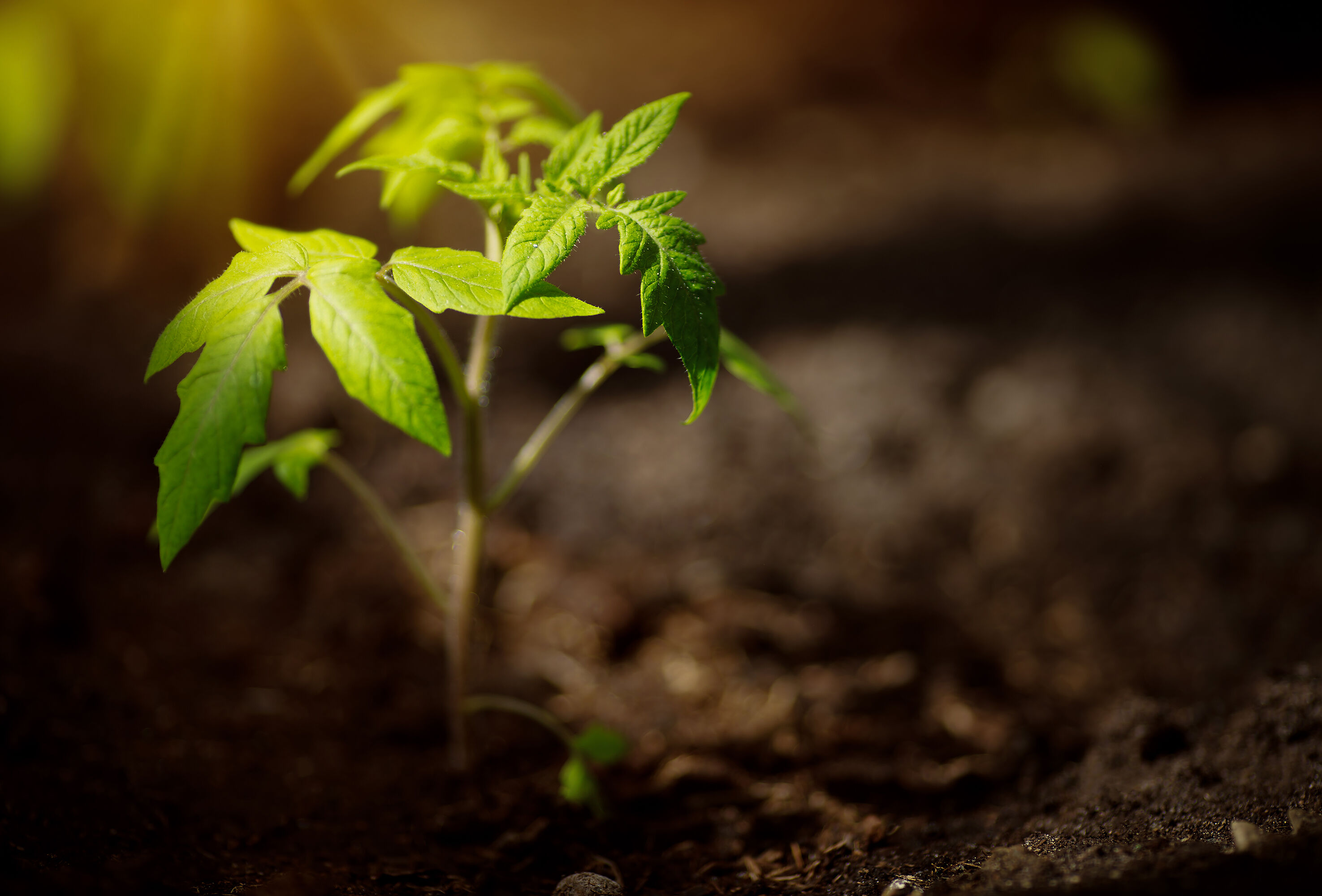 Condition of the Crop the best Indicator of the Effect of Trianum