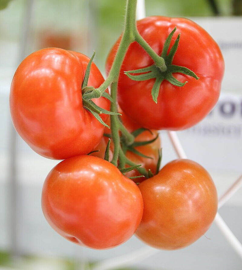 Tomato_4.JPG