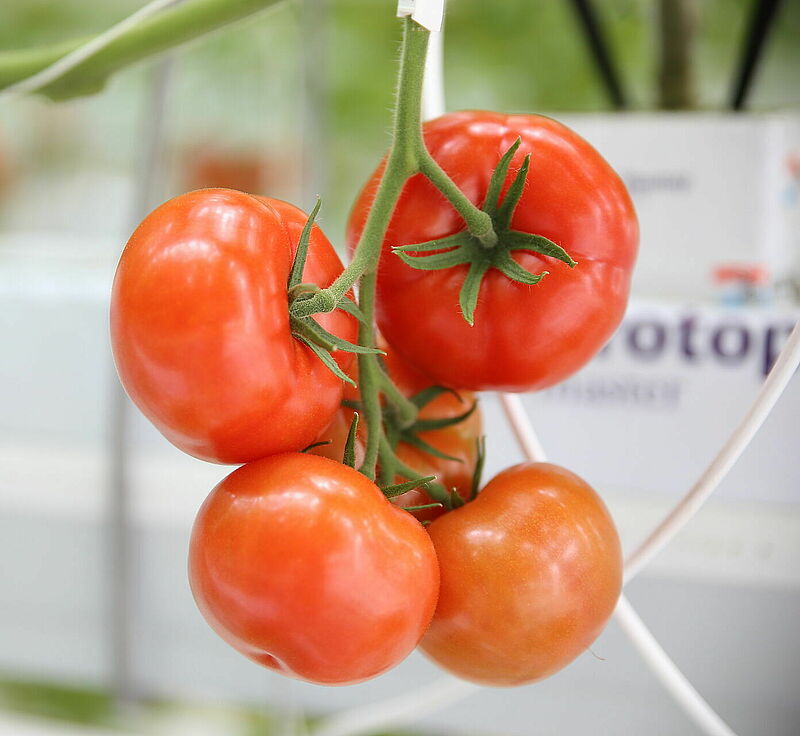 Tomato_4.JPG