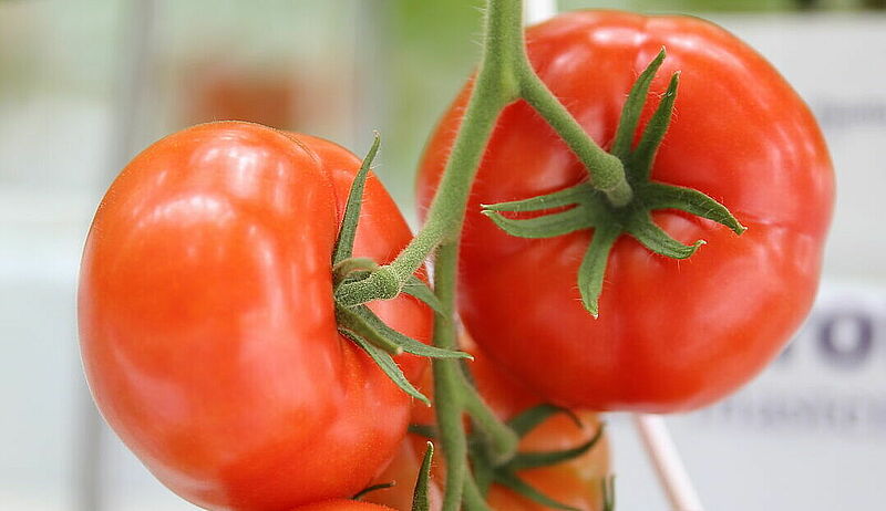 Tomato_4.JPG