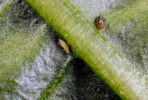 Why Some Thrips Management Strategies Are No Longer Enough