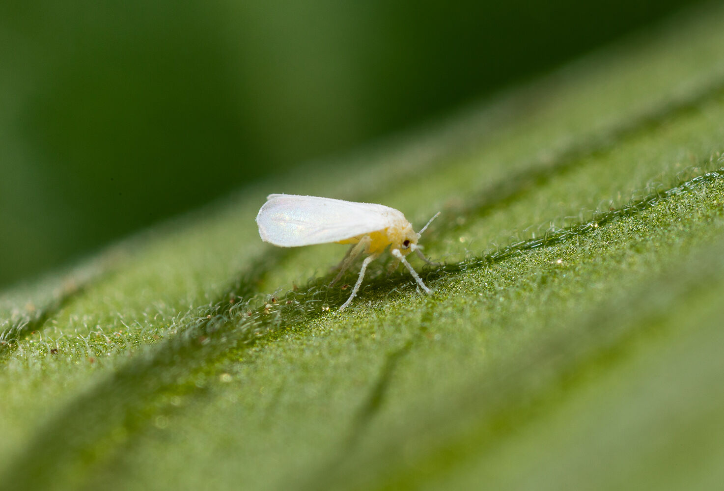 Ten tips to effectively tackle whitefly