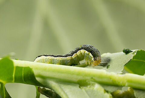Cabbage moth