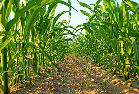 Corn