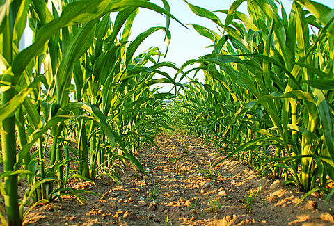 Corn