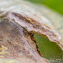 Damage caused by Two-spotted spider mite Tetranychus utricae